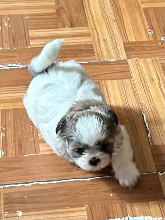 purebred Shih Tzu