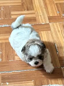 purebred Shih Tzu