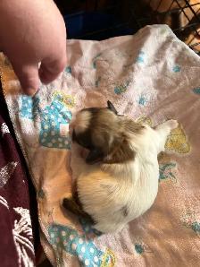 purebred Shih Tzu - Photo 2