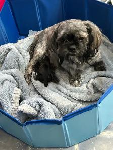 purebred Shih Tzu - Photo 3