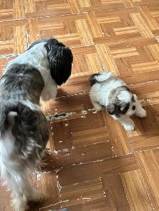 purebred Shih Tzu - Photo 4