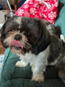 purebred Shih Tzu - Photo 5