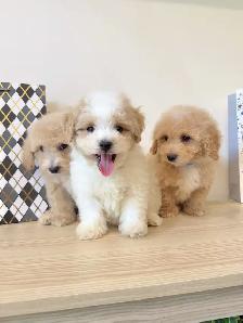 New! bichon toy poodle puppies