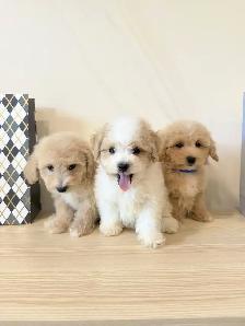 New! bichon toy poodle puppies - Photo 2