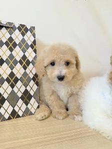 New! bichon toy poodle puppies - Photo 3