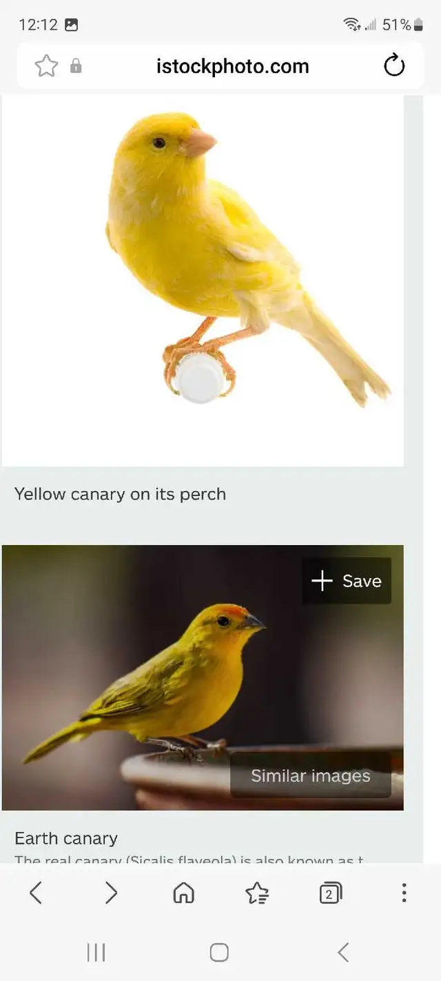 Looking For Canary