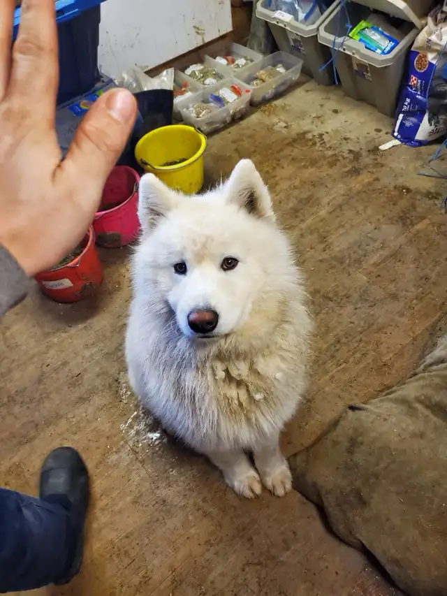 berger blanc suisse et Samoyede