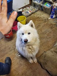 berger blanc suisse et Samoyede