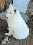 berger blanc suisse et Samoyede - Photo 2