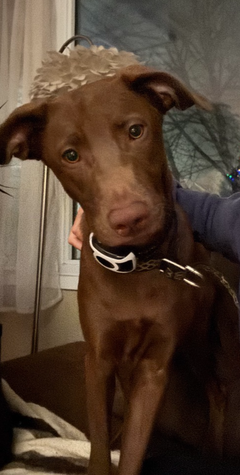 Female 1 year old Weinmarer/Lab mix