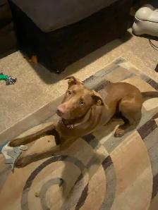 Female 1 year old Weinmarer/Lab mix - Photo 2