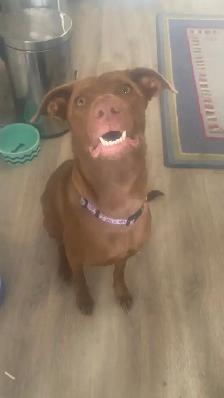 Female 1 year old Weinmarer/Lab mix - Photo 3