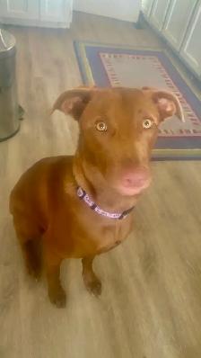 Female 1 year old Weinmarer/Lab mix - Photo 4