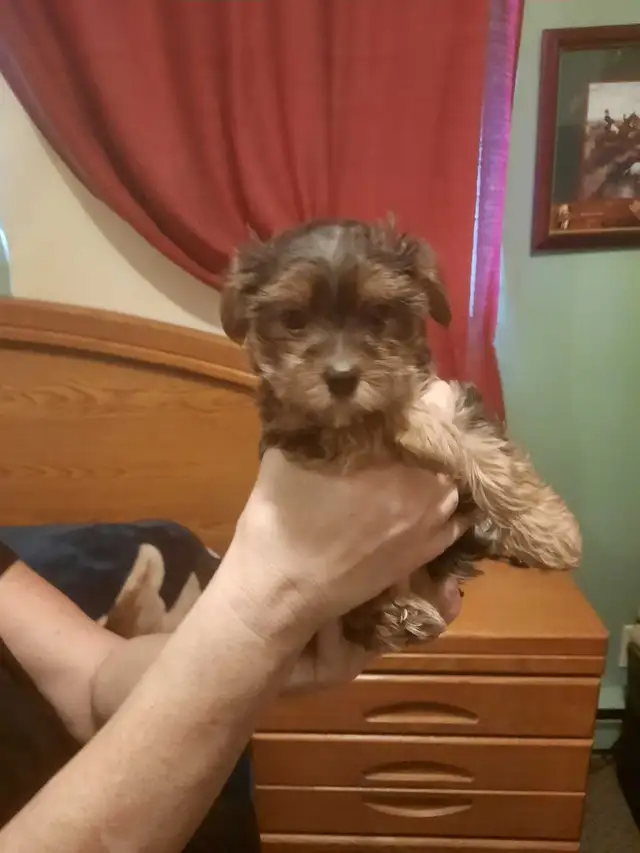 Chiots MORKIE (Yorkshire et Bichon maltais)