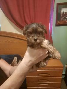 Chiots MORKIE (Yorkshire et Bichon maltais)