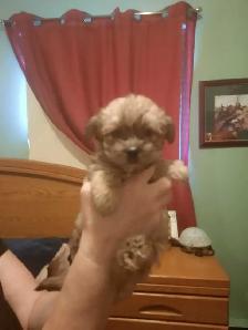 Chiots MORKIE (Yorkshire et Bichon maltais) - Photo 2