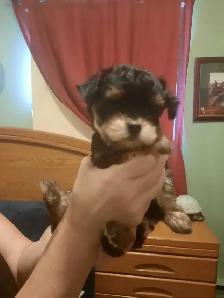 Chiots MORKIE (Yorkshire et Bichon maltais) - Photo 3