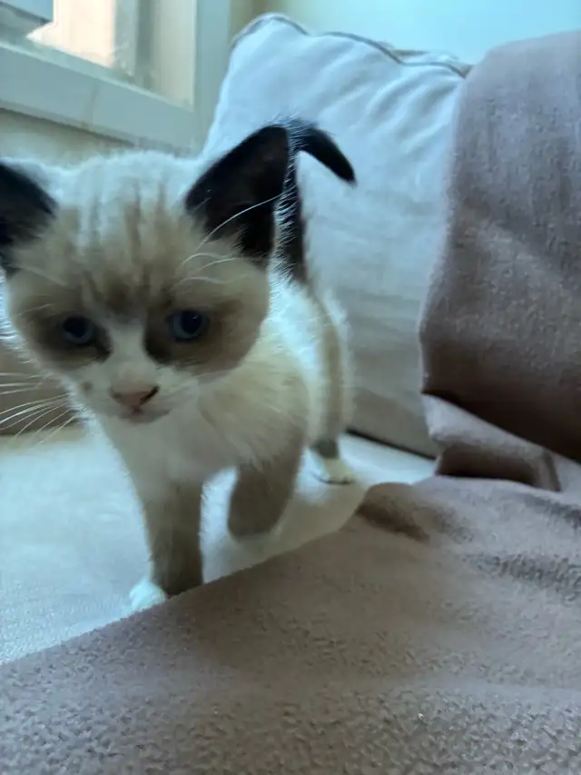 Ragdoll/Tuxedo cross kittens