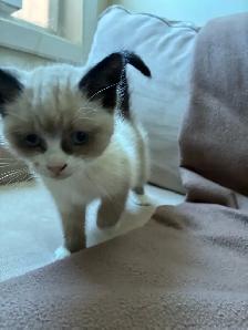 Ragdoll/Tuxedo cross kittens