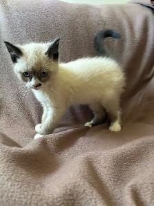 Ragdoll/Tuxedo cross kittens - Photo 2
