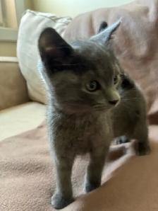 Ragdoll/Tuxedo cross kittens - Photo 3