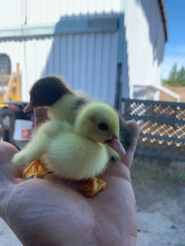 Ducklings Available