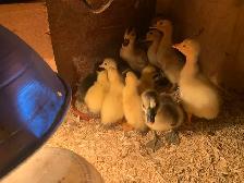 Ducklings Available - Photo 2