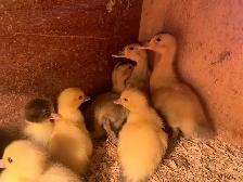 Ducklings Available - Photo 3