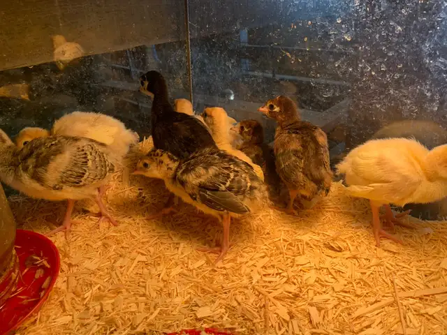 Turkeys available