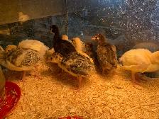 Turkeys available