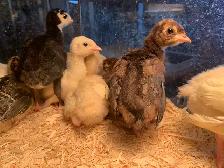 Turkeys available - Photo 2