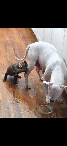 Cane Corso X