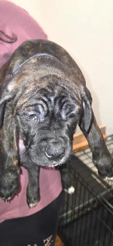 Cane Corso X - Photo 2