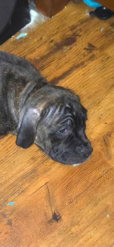 Cane Corso X - Photo 3