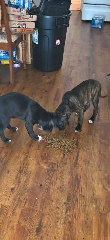 Cane Corso X - Photo 4