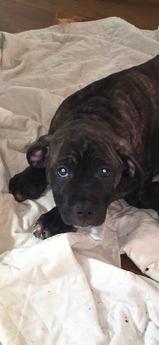Cane Corso X - Photo 5