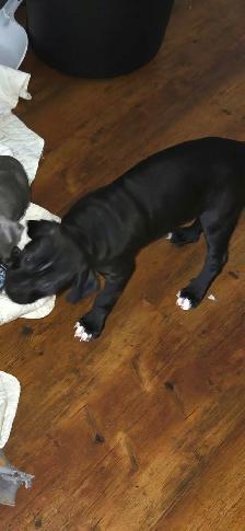 Cane Corso X - Photo 6