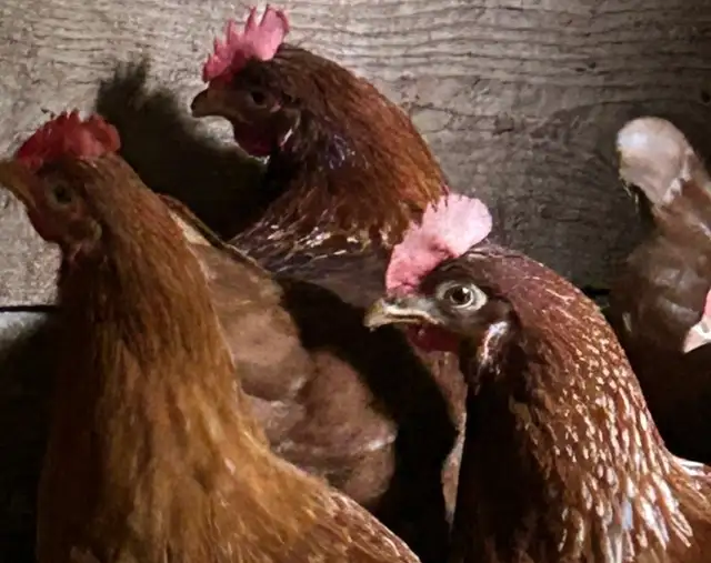 Chickens.  Laying Hens for sale.