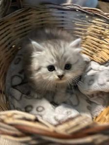 doll face Persian boy kitten
