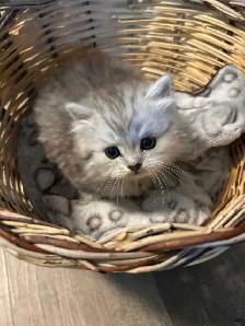 doll face Persian boy kitten - Photo 2