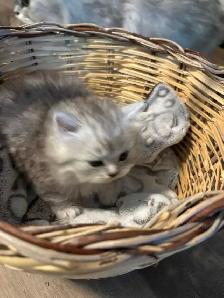 doll face Persian boy kitten - Photo 3