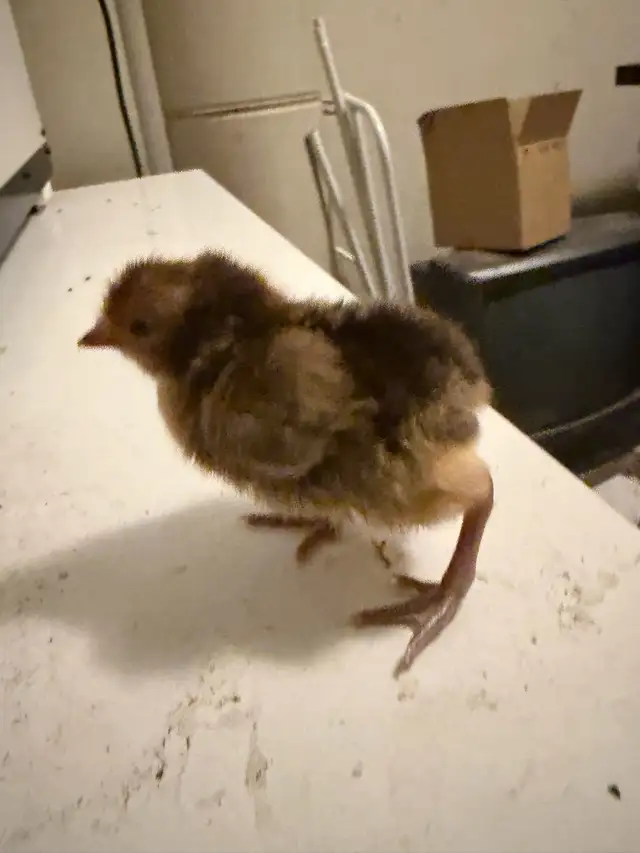 3 Rare Gold Spitzhauben Chicks For Sale