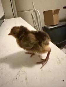 3 Rare Gold Spitzhauben Chicks For Sale