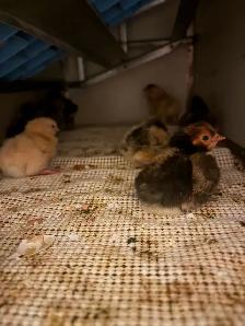 3 Rare Gold Spitzhauben Chicks For Sale - Photo 2