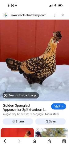 3 Rare Gold Spitzhauben Chicks For Sale - Photo 3