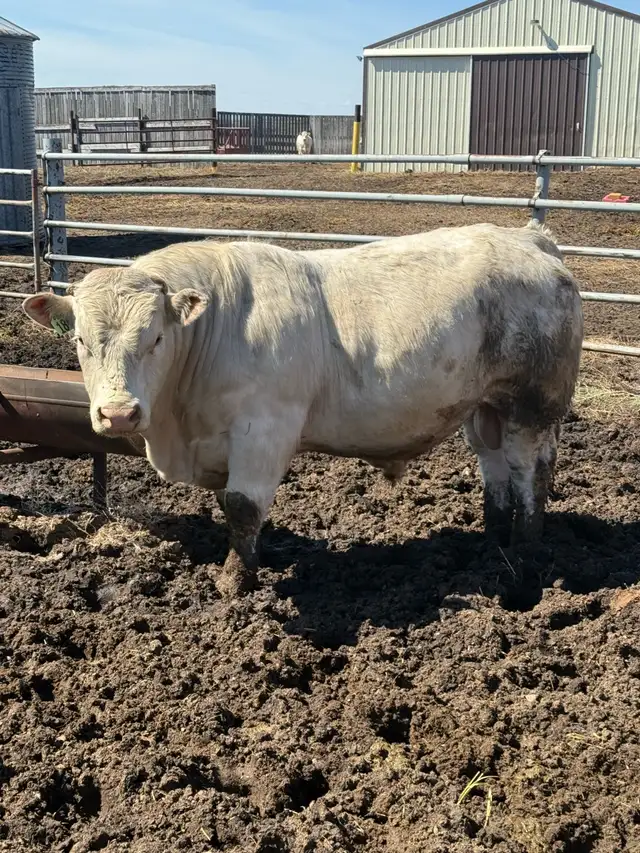 2 year old Charolais Bull