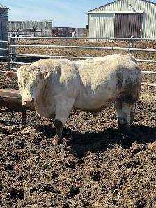 2 year old Charolais Bull