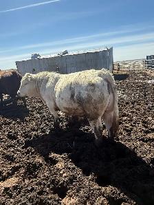 2 year old Charolais Bull - Photo 2