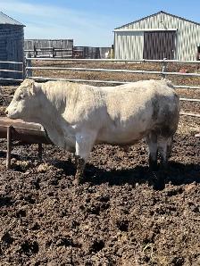 2 year old Charolais Bull - Photo 3