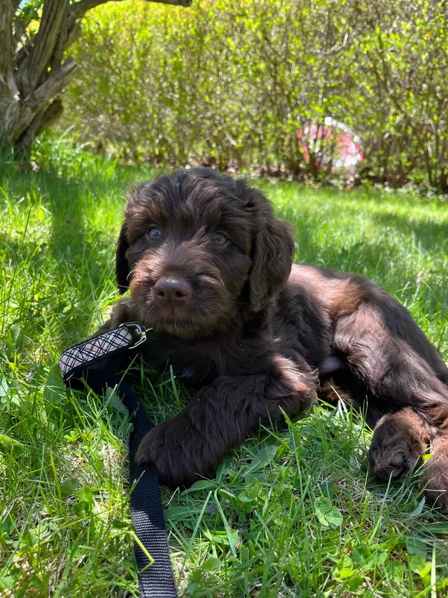 Aussie Doodle puppy
